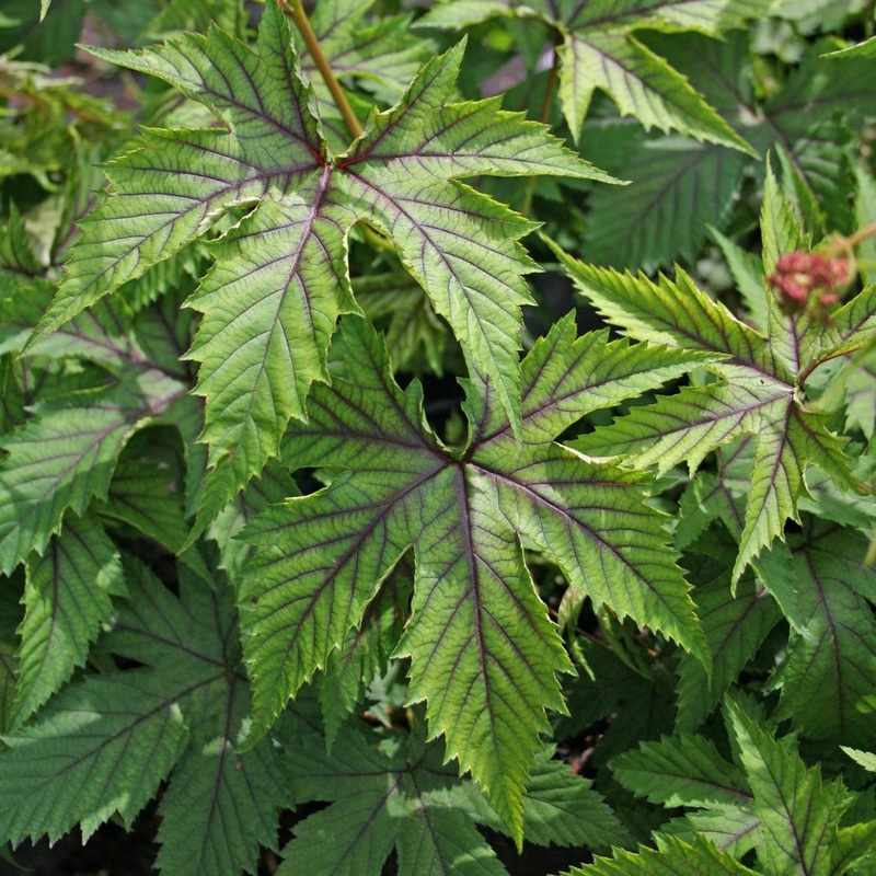 Filipendula ‘Red Umbrellas’ Meadowsweet
