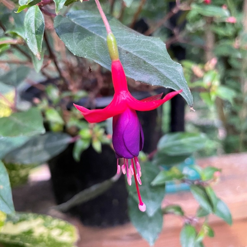 Fuchsia ‘Sanihanf’|1 quart