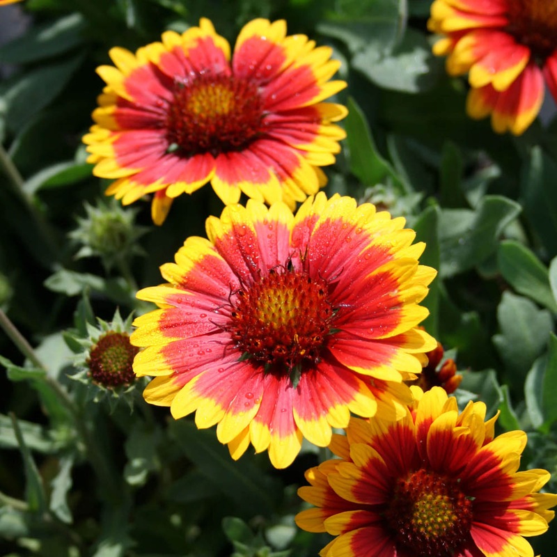 Gaillardia ‘Arizona Sun’ Blanket Flower