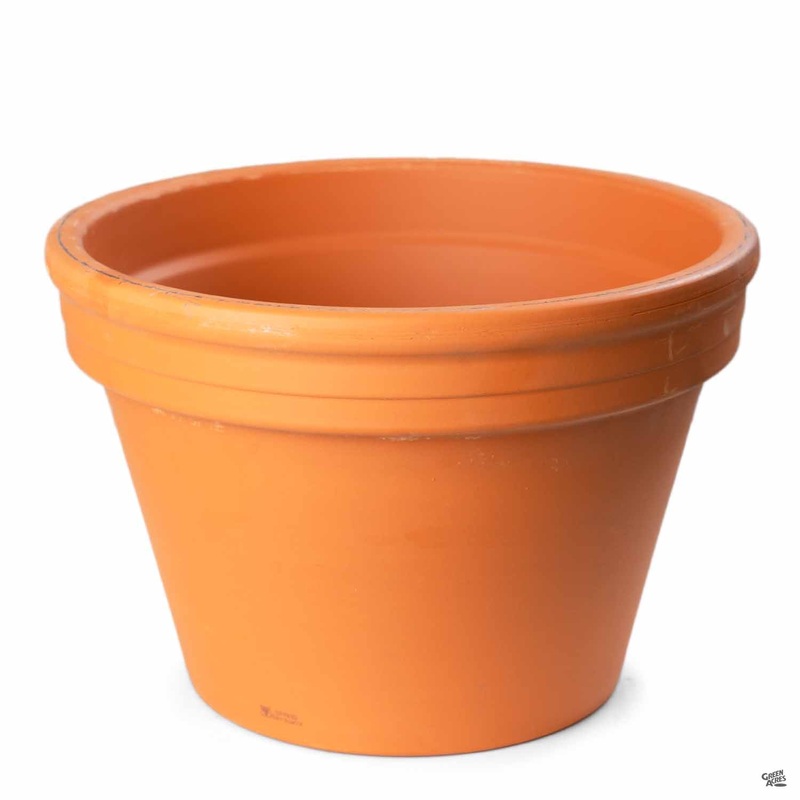 German Azalea Clay Pot Terracotta