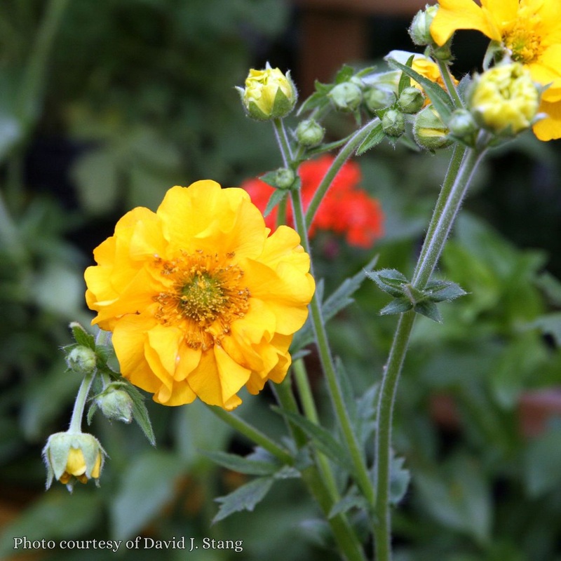 Geum flora plena ‘Lady Stratheden’ Rose of the Rockery