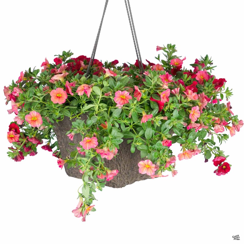 Hanging Basket Combo | Matsuda’s