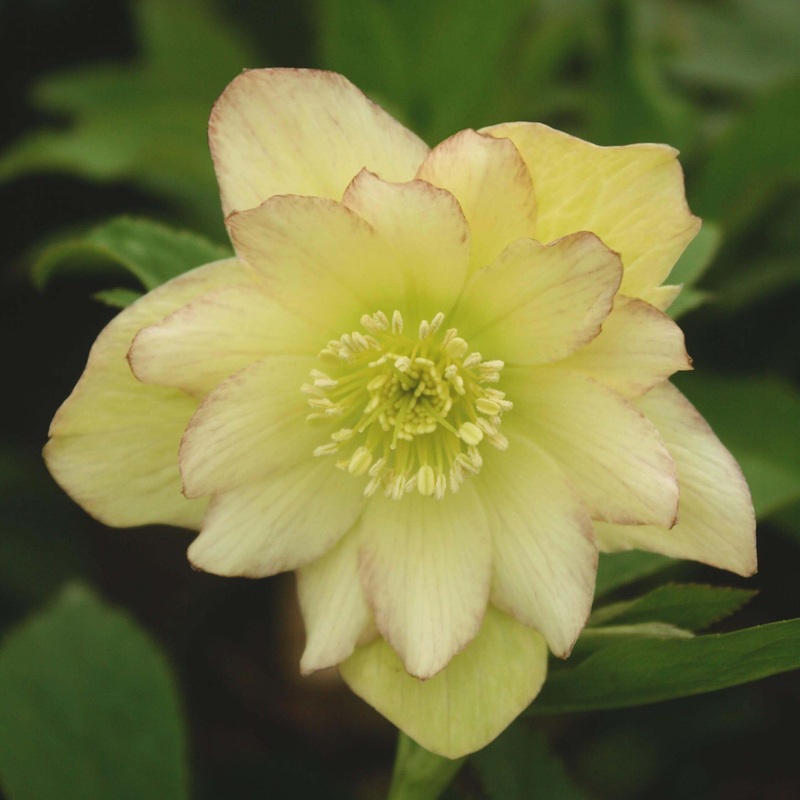 Helleborus ‘First Dance’ Lenten Rose