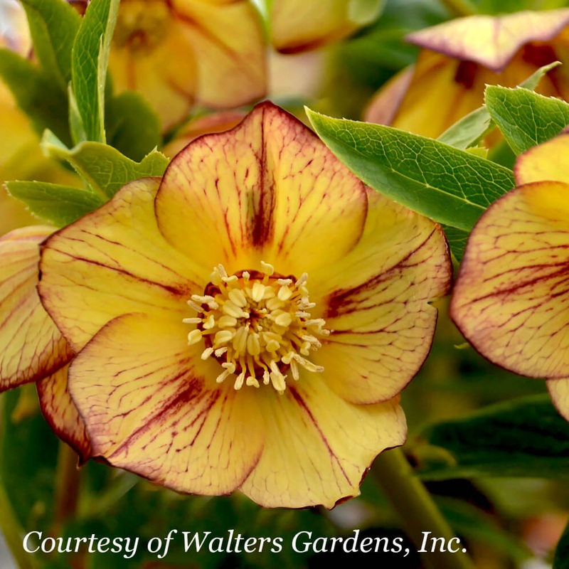 Helleborus ‘Tropical Sunset’ Lenten Rose