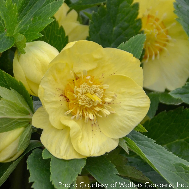 Helleborus x ‘California Dreaming’ Lenten Rose