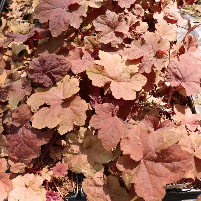 Heuchera ‘Lava Lamp’ Coral Bells