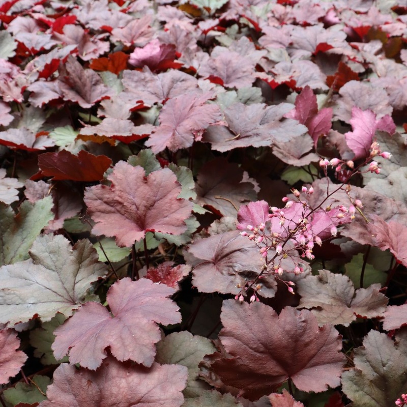Heuchera ‘Magma’ Coral Bells|1 quart
