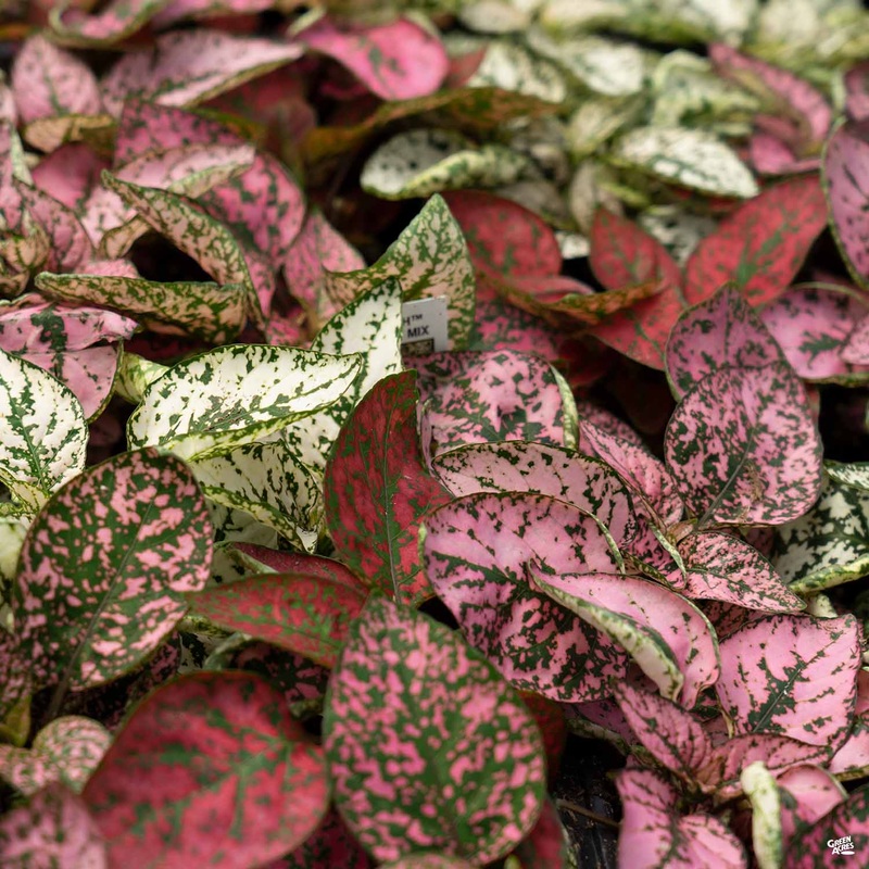 Hippo Polka Dot Plant|6-pack