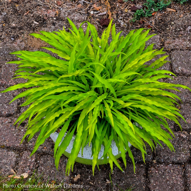 Hosta ‘Party Streamers’ Plantain Lily