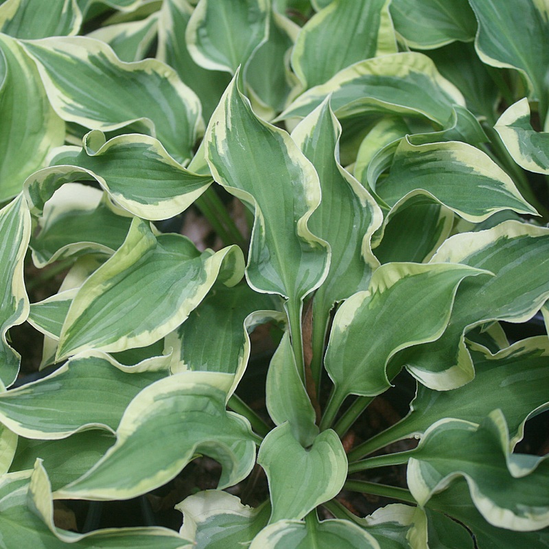 Hosta ‘Winkle in Time’ Plantain Lily