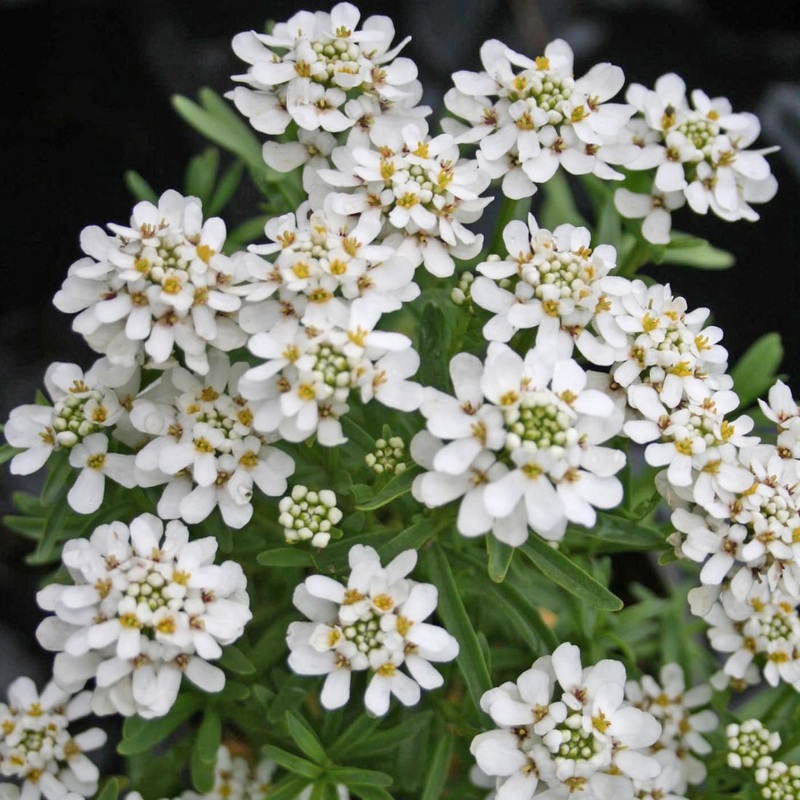 Iberis sempervirens ‘Tahoe’ Candytuft