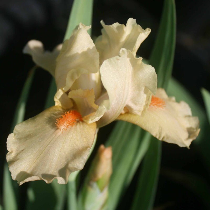 Iris germanica ‘Apricot Silk’ Bearded Iris