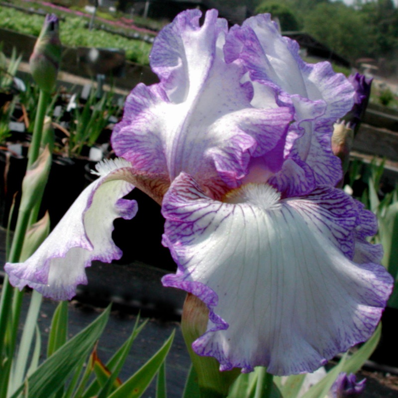Iris germanica ‘Earl of Essex’ Bearded Iris