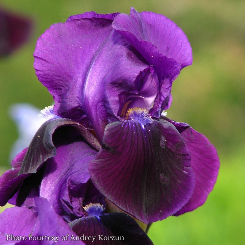 Iris germanica ‘Sable’ Bearded Iris