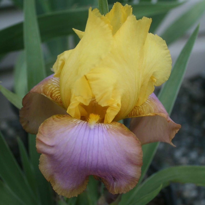 Iris germanica ‘Sunset Sky’ Bearded Iris