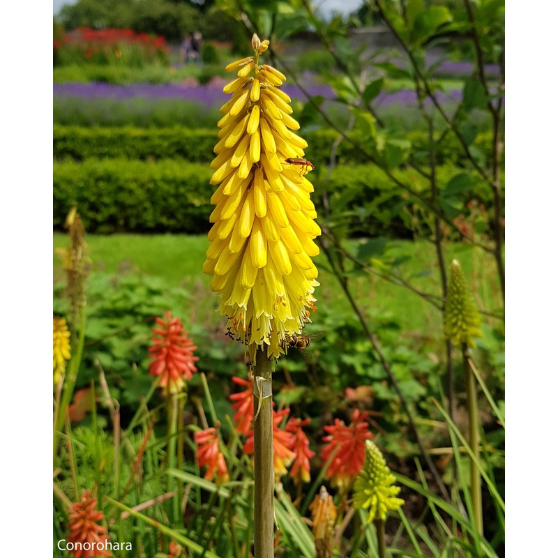 Kniphofia ‘Lemon Popsicle’ Red Hot Poker