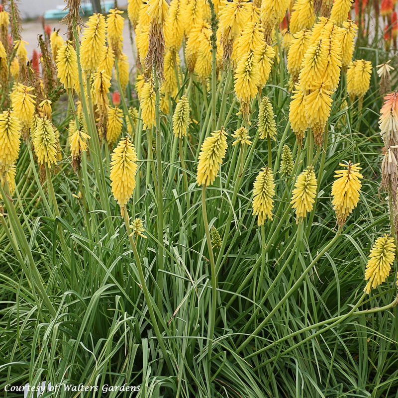 Kniphofia uvaria ‘Gold Rush’ Red Hot Poker