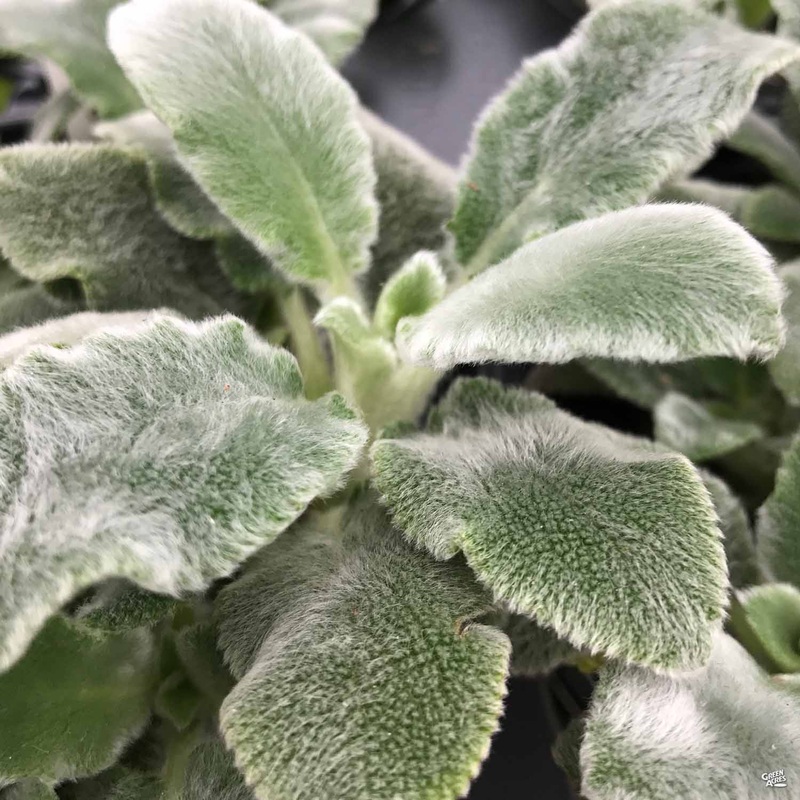Lamb’s Ear|1 gal|1 gal[v::tx]