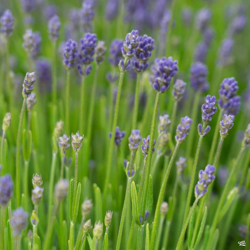 Lavender ‘Thumbelina Leigh’|1 gal|1 gal[v::tx]