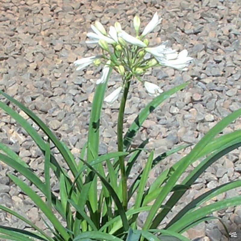 Lily of the Nile ‘Peter Pan White’