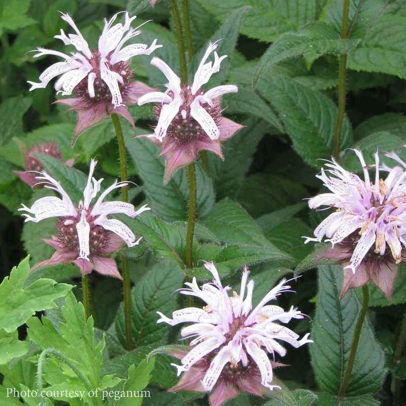 Monarda bradburiana Bee Balm|1 quart