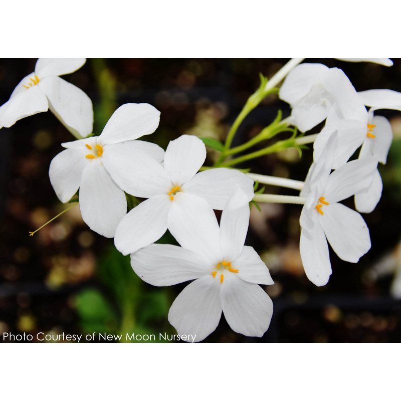 Phlox stolonifera ‘Bruce’s White’ Creeping Woodland Phlox