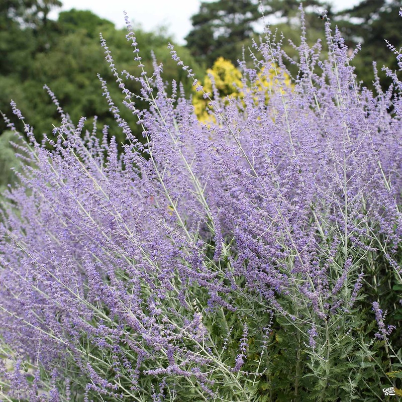 Russian Sage|1 gal|1 gal[v::tx]