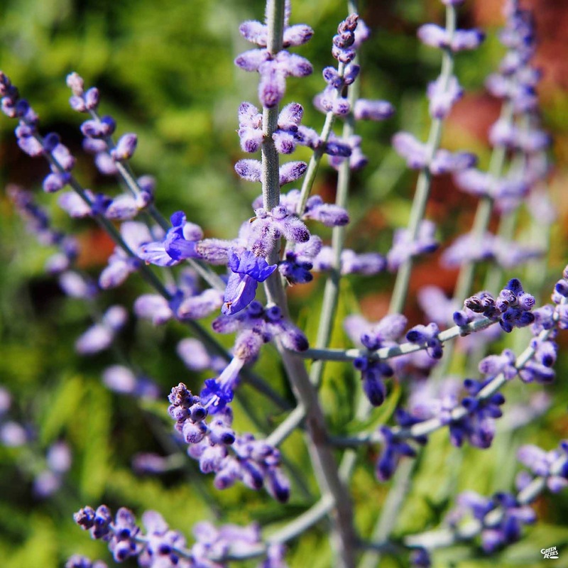 Russian Sage ‘Blue Spire’|1 gal