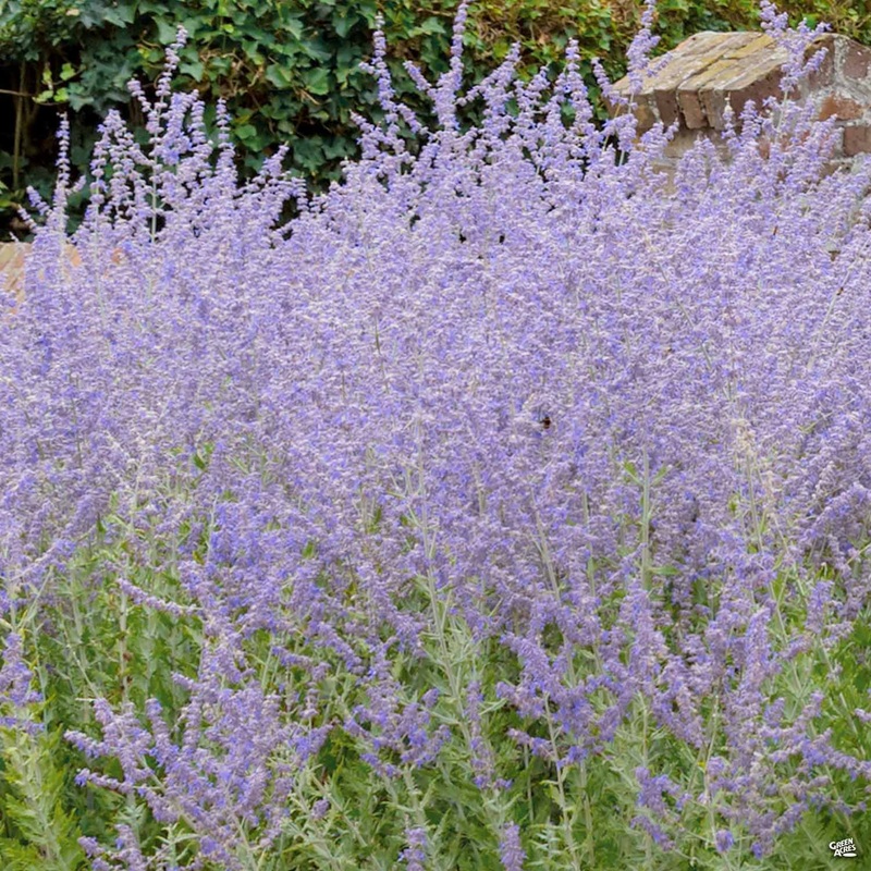 Russian Sage ‘Longin’|1 gal