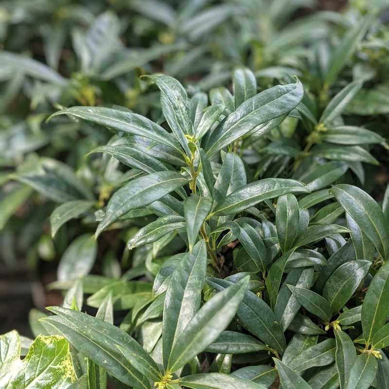 Sarcococca hookerana ‘Humilis’ Himalayan Sweet Box