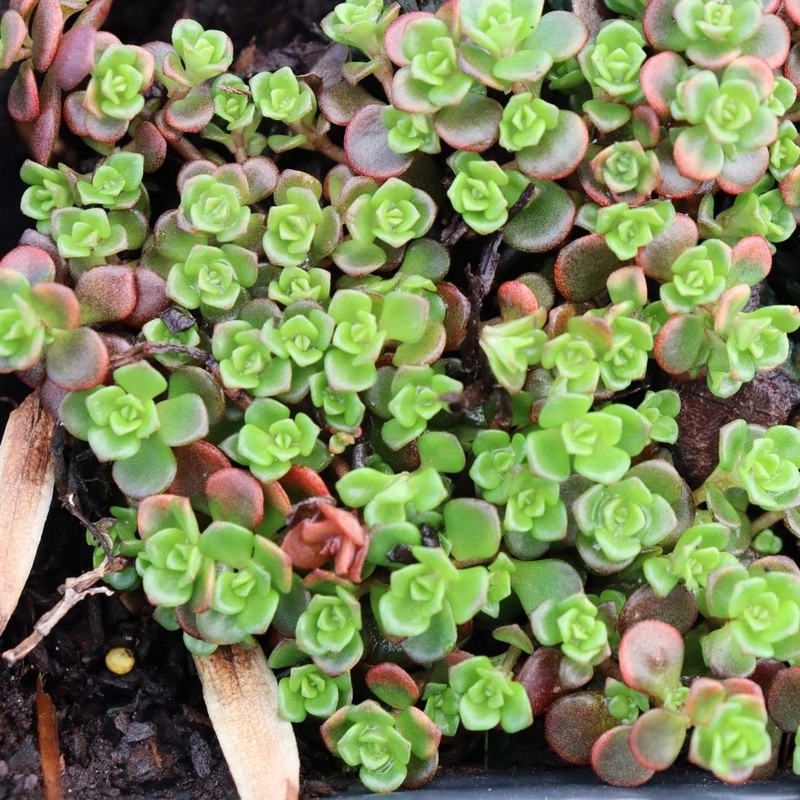 Sedum tetractinum ‘Little China’ Stonecrop