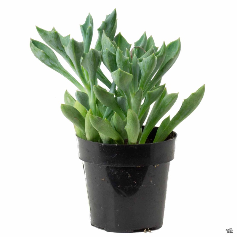 Senecio Spear Head|4″