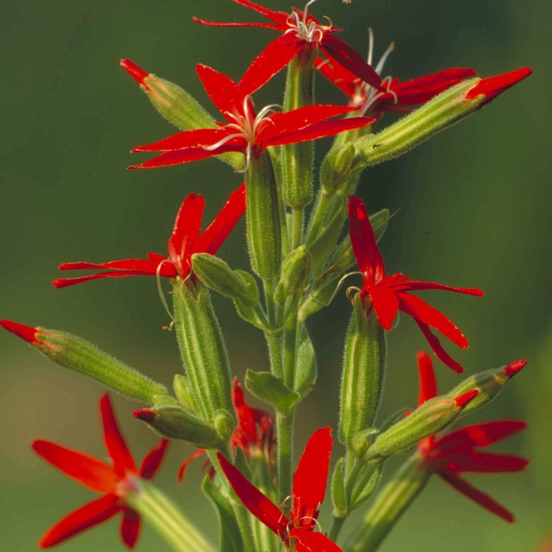 Silene regia Catchfly|1 Quart