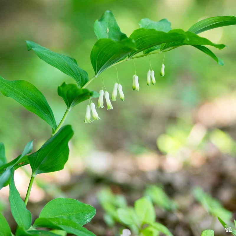 Solomon’s Seal|6-pack