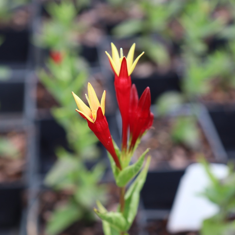 Spigelia ‘Apple Slices’ Indian Pinks
