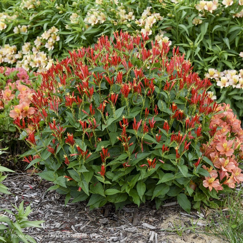 Spigelia ‘Ragin Cajun’ Indian Pinks
