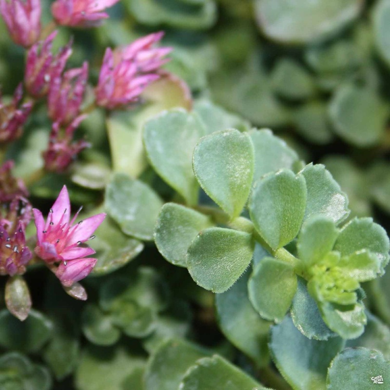 Stonecrop ‘John Creech’|4″|4″ [v::tx]