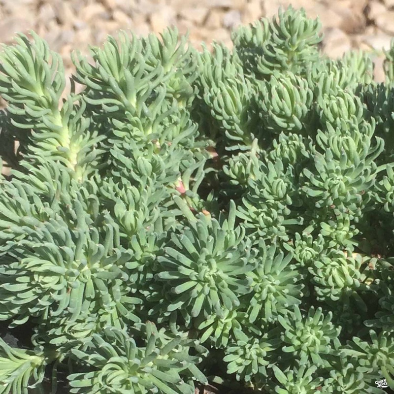 Stonecrop ‘Oracle’|4″
