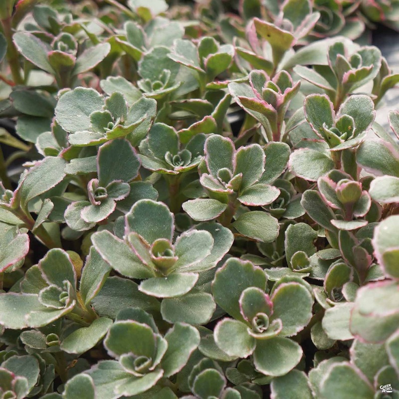 Stonecrop ‘Tricolor’|4″|4″ [v::tx]