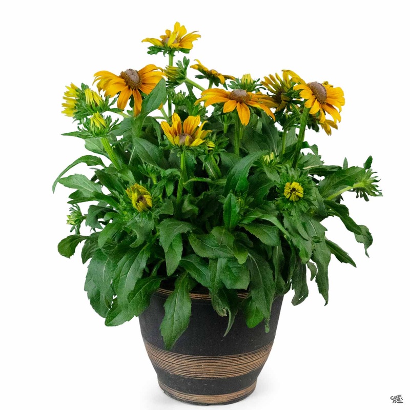 Summer Patio Color Cache|12″ cache