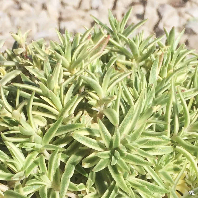 Variegated Carpet Stonecrop|4″