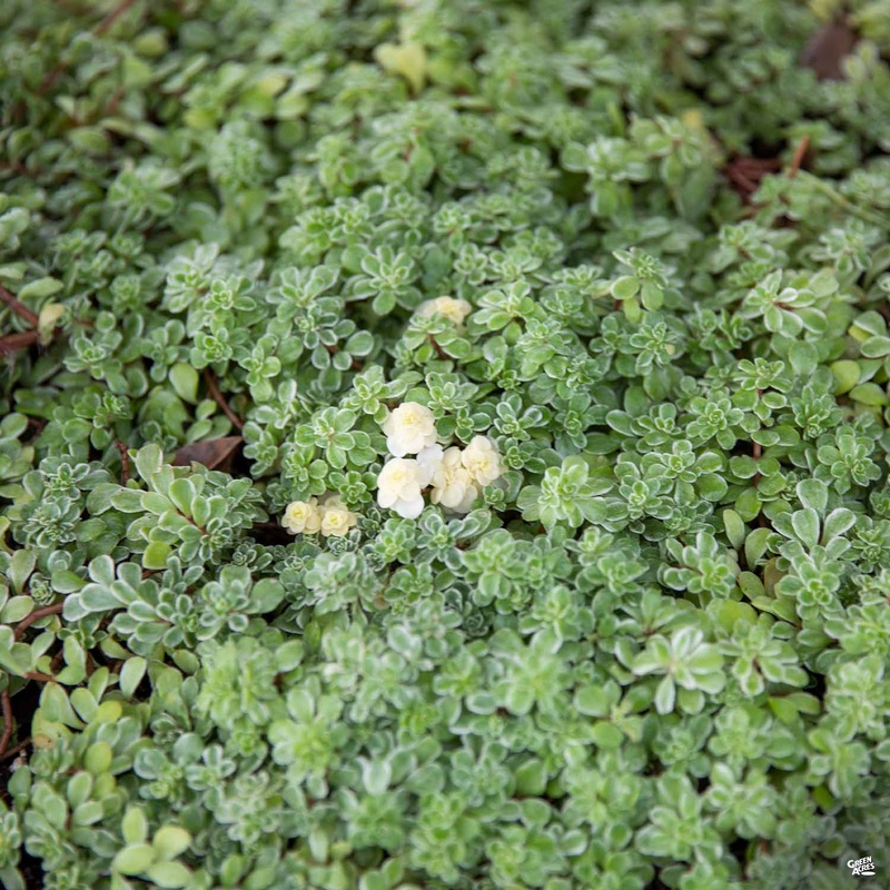 Variegated Japanese Stonecrop|4″