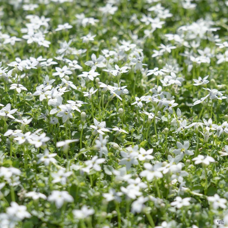 White Star Creeper|6-pack|Flat