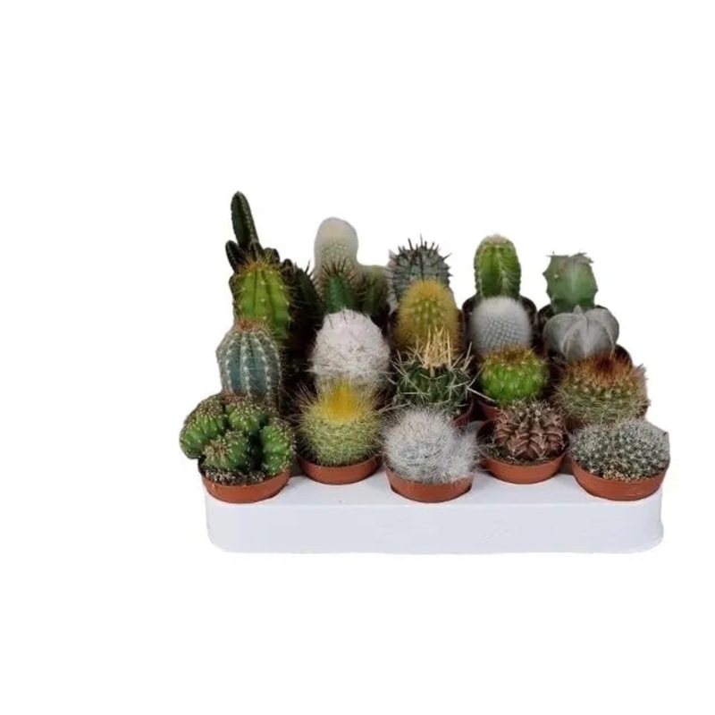 10 x Mixed Cactus Plants in 5.5cm Pots  Easy-Care Indoor Succulents