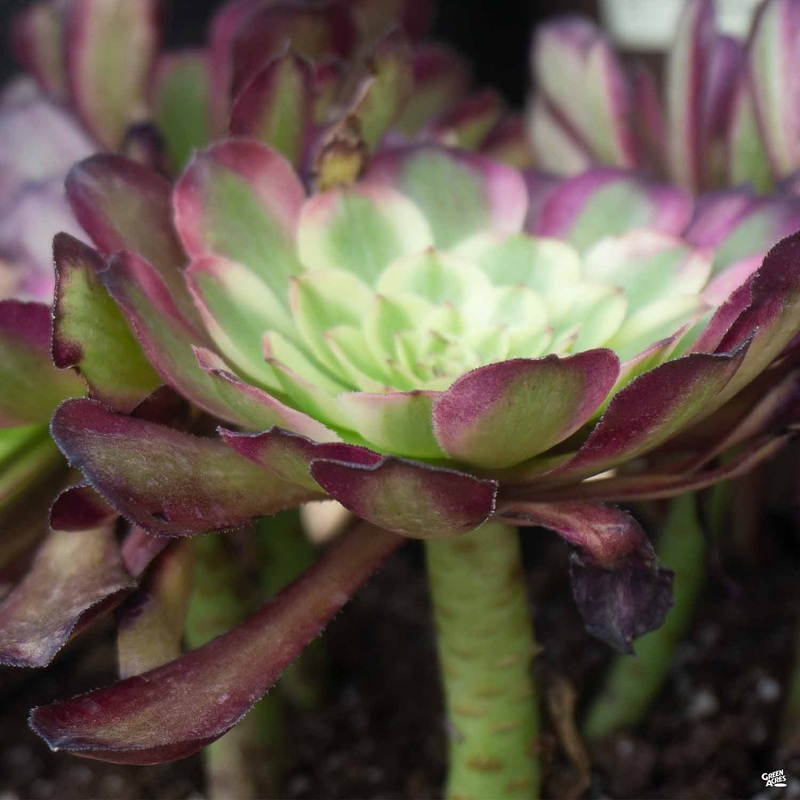 Aeonium ‘Mardi Gras’|4″