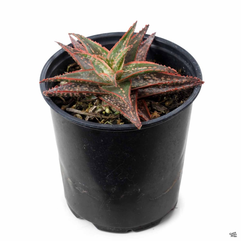 Aloe ‘Bright Star’|4″