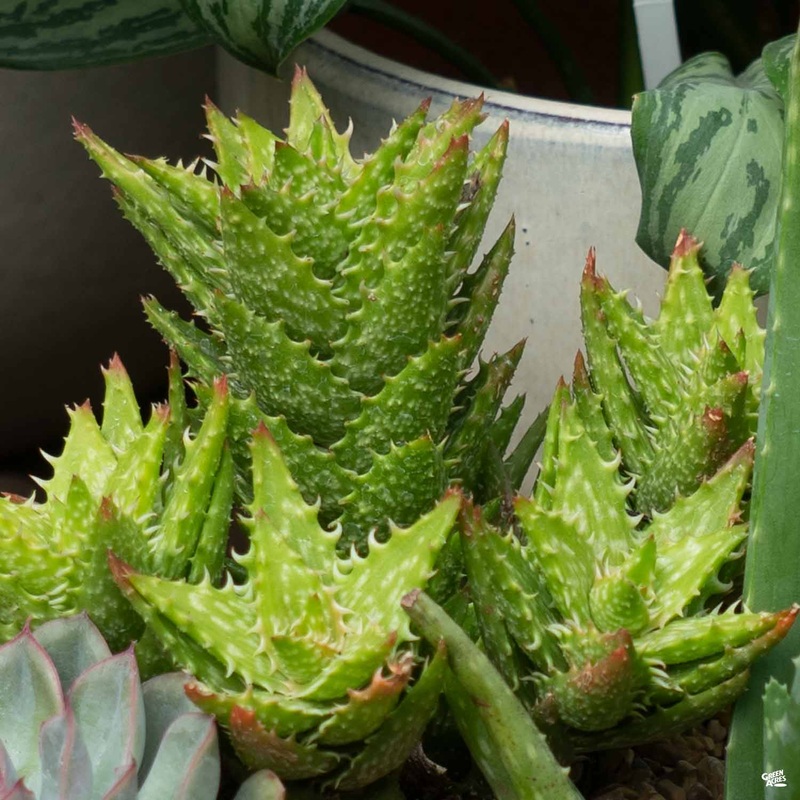 Aloe ‘Juvenna’|4″