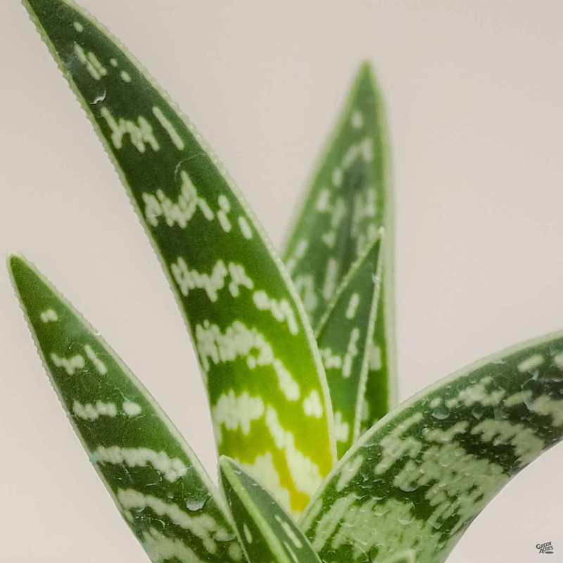 Aloe ‘Variegata’|4″