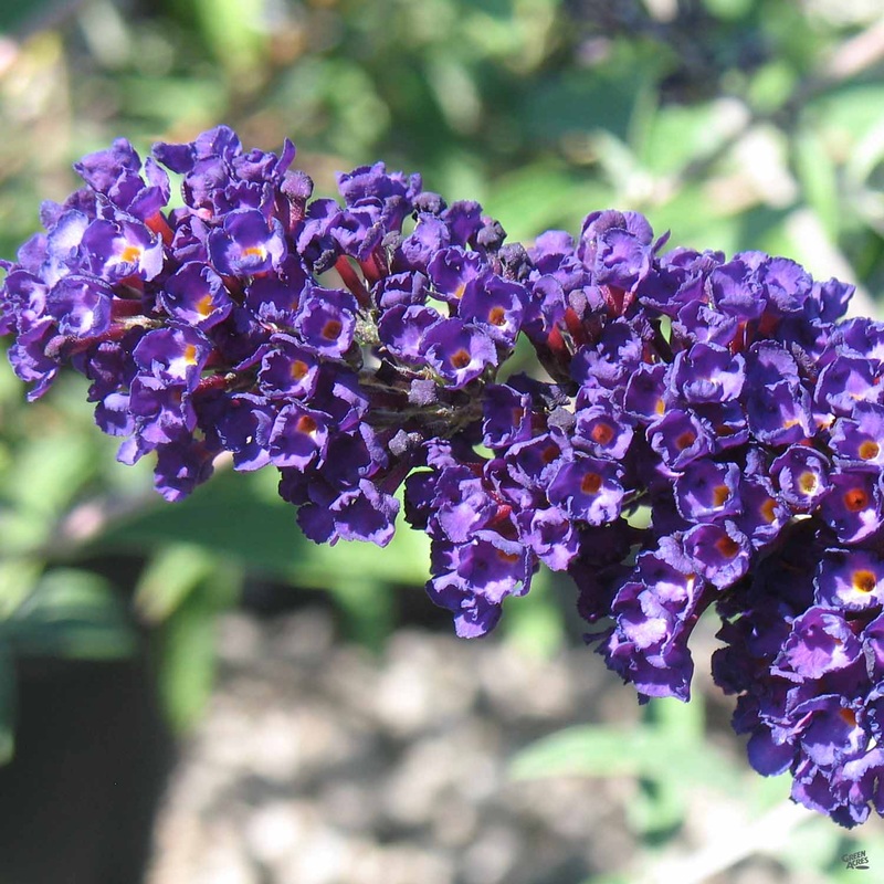 Butterfly Bush ‘Black Knight’|1 gal [v::tx]|3 gal [v::tx]|5 gal