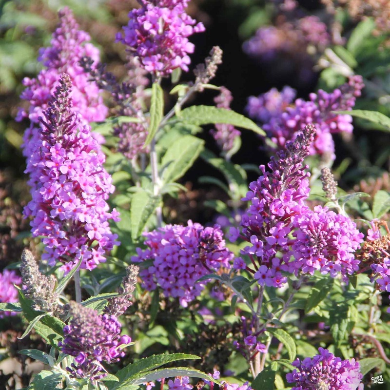 Butterfly Bush Buzz Lavender|1 gal|2 gal|5 gal
